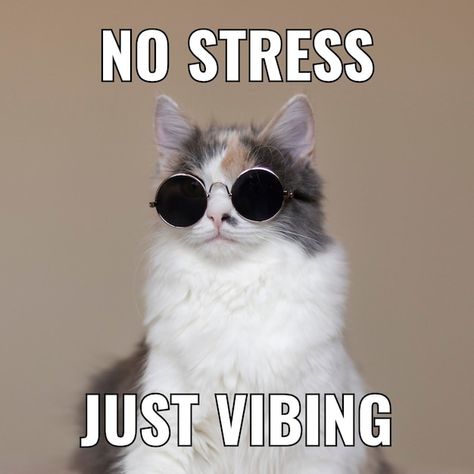 Free vector simple vibing cat square mem... | Free Vector #Freepik #freevector #simple Relax Meme, Cat Vibing, Funny Dog Memes, Meme Template, Really Funny Pictures, Dog Memes, Cat Theme, Cat Shirts, Beautiful Cats