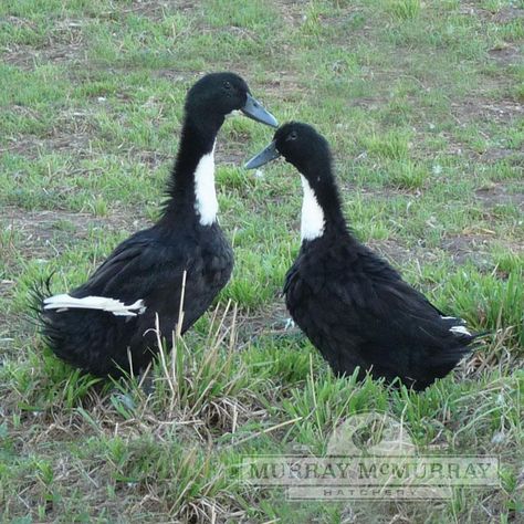 McMurray Hatchery Black Swedish Ducks Swedish Ducks, Welsh Harlequin Duck, Duckling Care, Pekin Duck, Duck Breeds, Duck Farming, Barnyard Animals, Chicken House, The Bill