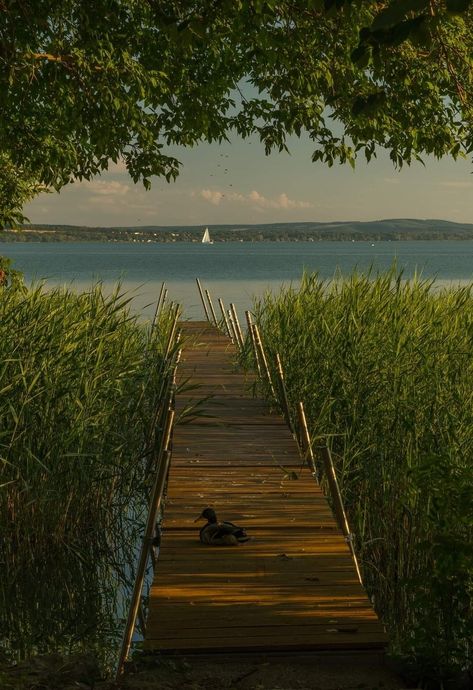 #balaton#summer#lake#hungary#europeansummer Lake Balaton, Summer Lake, Lake Life, Summer Aesthetic, Budapest, Hungary, Bali, Vision Board, Mermaid