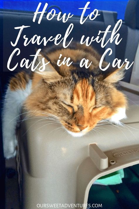 Move Cross Country, Moving Hacks Packing, Camping With Cats, Cat Proofing, Moving Cross Country, Cat Hacks, Cat Care Tips, Kitten Care, Trial And Error