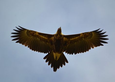 Wedge tailed Eagle - wing span of up to 2.5 metres I have watched one glide for an hour and never flap it's wings . Bird Wingspan Tattoo, Wedge Tailed Eagle Tattoo, Wedgetail Eagle, Eagle Wingspan, Aboriginal Art Symbols, Scrimshaw Art, Wedge Tailed Eagle, Compass Rose Tattoo, Eagle Silhouette