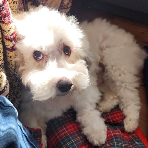 Roger is an adoptable poodle searching for a forever family near Van Nuys, CA. Use Petfinder to find adoptable pets in your area. Imperial County, Dachshund Mix, Foster Family, Van Nuys, Forever Family, Dog Adoption, Pet Adoption, Pet Care, Animal Rescue