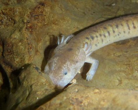 Tennessee Cave Salamander Tennessee State Amphibian Cave Salamander, Fantasy Cave, Limestone Caves, State Symbols, Salamanders, Tennessee State, Environmental Pollution, Animal Skulls, Endangered Species