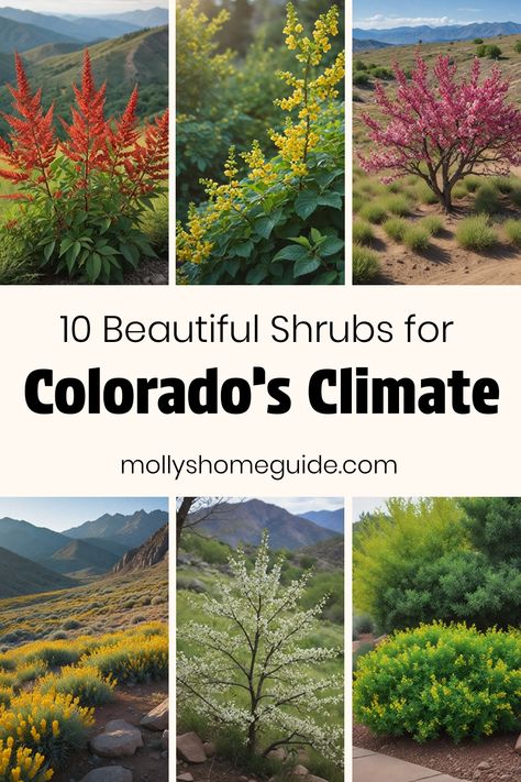 Discover the best shrubs for Colorado that can thrive in a variety of landscapes. From low maintenance evergreen shrubs to drought-tolerant varieties, these plants are perfect for Colorado's unique climate. Create a beautiful xeriscape garden with our selection of flowering shrubs and trees suitable for Colorado or Utah climates. Enhance your outdoor space with the stunning colors and textures of these shrubs, specifically chosen to flourish in the rocky mountain region. Colorado Perennials, Colorado Landscape Ideas, Colorado Natural Landscaping Ideas, Colorado Landscaping Ideas Front Yards, Mountain Gardens Landscaping, Gardening In Colorado, Colorado Garden, Colorado Native Landscaping, Colorado Plants