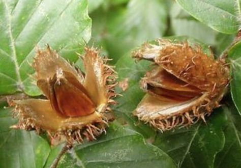 Are Beechnuts Poisonous to Dogs? - PetTime Beech Tree Leaves, Beech Nut, Dog Eats, Spring Salad Recipes, Tree Identification, Liqueurs Recipes, Beech Tree, Nuts And Seeds, Coffee Uses