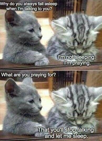 Katt Grejer, Animal Humour, Cat Jokes, Pictures Of Cats, Cute Animal Memes, Akita Dog, Funny Animal Quotes, Funny Animal Jokes, Baby Animals Funny