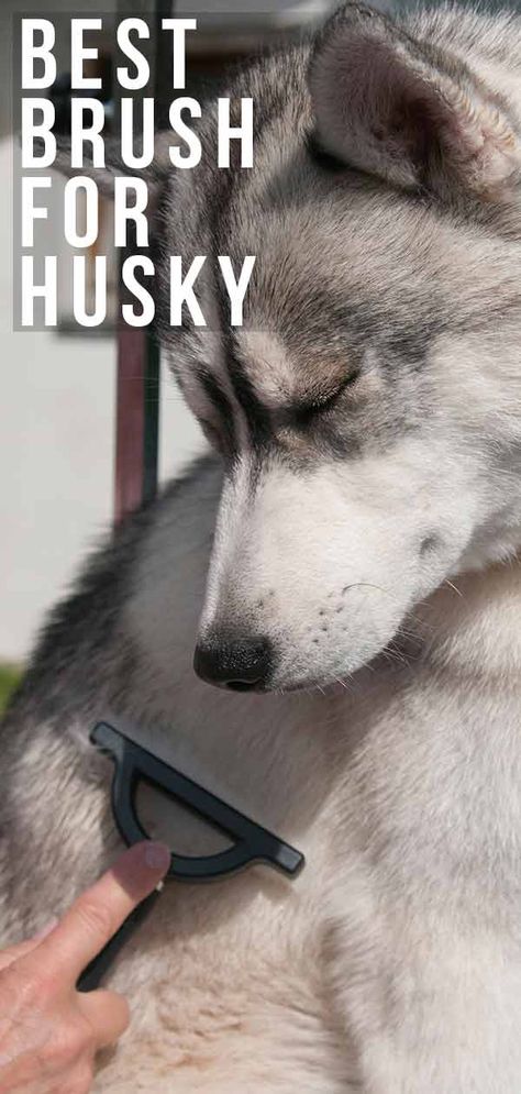 American Husky, Husky Quotes, Husky Grooming, Husky Training, Husky Colors, Huskies Sled, Husky Breeds, Beautiful Exterior, Husky Lover