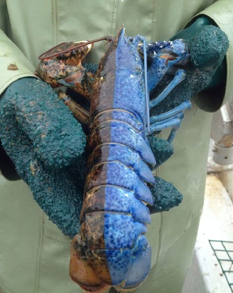 This split-colored lobster displays a condition known as gynandromorphy, meaning it is half male, half female. Blue Lobster, Genetic Variation, Genetic Mutation, Rare Animals, Crustaceans, Ocean Life, Newfoundland, Science And Nature, Guinness