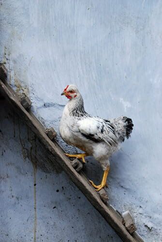 Chicken Ladder, Chickens And Roosters, Chicken Diy, Chicken Runs, Country Blue, Backyard Chickens, Chicken Coops, Hens And Chicks, Down On The Farm