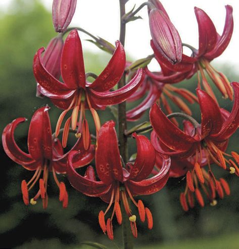 Lilium martagon ‘Claude Shride’ Lilium Martagon, Plants