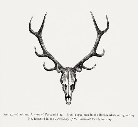 Stag skull drawing, wildlife print. Digitally enhanced from our own 1900 edition of The Great and Small Game of India, Burma, & Tibet by Richard Lydekker. | free image by rawpixel.com Dear Skull Drawing, Siddhu Moose Wala Logo, Glove Ideas, Deer Skull Tattoo, Stag Skull, Drawing Wildlife, Elk Skull, Deer Skull Tattoos, Digital Heart