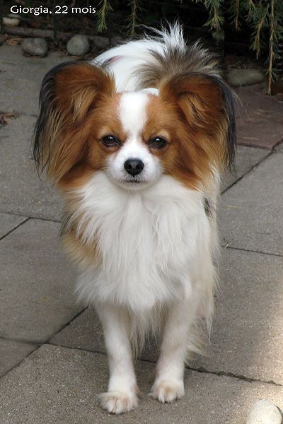 Papillion Puppies, Papillon Dog Puppy, Papillon Dogs, Papillon Mix, Australian Silky Terrier, Papillon Puppy, Shepherd Dog Breeds, Papillon Dog, Silky Terrier