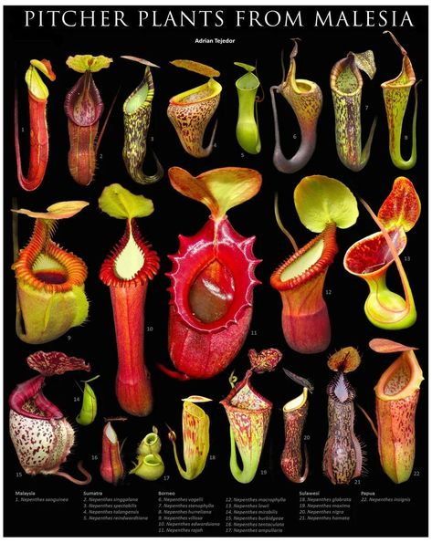 Nepenthes Pitcher Plant, Pitcher Plant Care, Purple Pitcher Plant, Carnivorous Pitcher Plant, Pitcher Plants, Plants Print, Weird Plants, Plant Book, Pitcher Plant