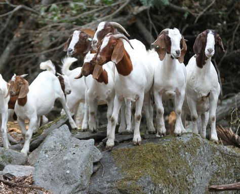 Himalayan Kitten, Boer Goats, Raising Goats, Cow Milk, Guinea Fowl, Goat Farming, Cow Art, Milk Cow, Goat Milk