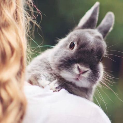 Somebunny Loves You, Grey Rabbit, Mineral Fusion, Rabbit Care, Pet Bunny, Bunny Pictures, Pet Rabbit, Cruelty Free Beauty