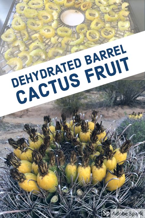 This shows how I dehydrated the barrel cactus fruit from my yard. We also mention how we plan to use it. Edible Succulents, Cactus Recipe, How To Make Mead, Cactus Pears, Cactus Fruit, Fruit Growing, Canned Food Storage, Cactus Seeds, Pork Stew