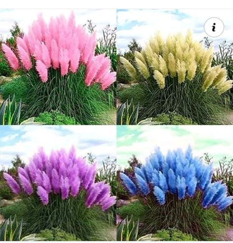 Purple Pampas Grass, Onion Flower, Pink Pampas Grass, Seed Pots, Ornamental Grass, Rose Seeds, Border Plants, Best Indoor Plants, Plants Decor