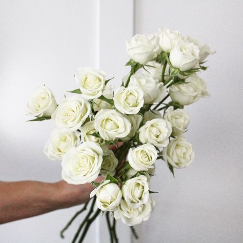 Custom Wedding Flowers For All on Instagram: “White Mini Roses 🤍🌿 They’re gorgeous, timeless + not budget busters 🙌🏼 • • • • #roses #whiteroses #rose #whiterose #weddingflowers…” White Spray Rose, White Spray Roses, Short Vase, Wholesale Roses, Popular Flowers, Star Of Bethlehem, Instagram White, Mini Roses, Fresh Cut Flowers