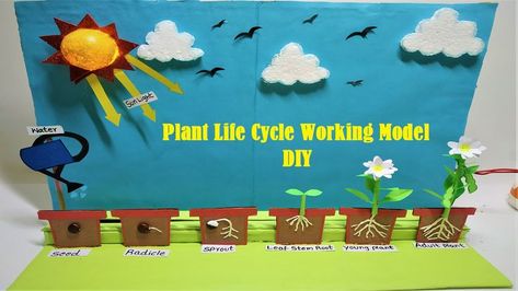 plant life cycle working model(seed germination) science project | DIY  @howtofunda ​ Seed Germination For Kids, Plant Life Cycle Project, Plant Life Cycle Craft, Life Cycle Craft, School Science Projects, Planting For Kids, Working Model, Easy Art For Kids, Preschool Classroom Decor