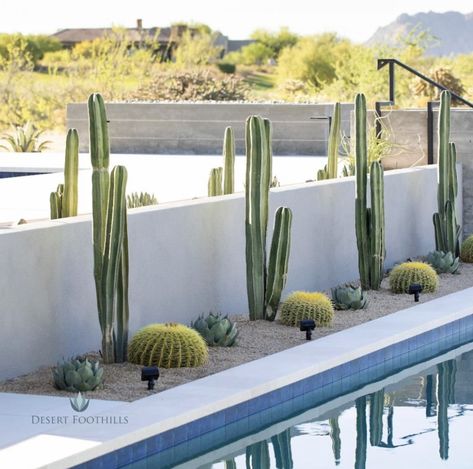 Backyard Drought Landscaping, Modern Cactus Landscaping, Pool Landscaping Desert, Texas Desert Landscaping, Desert Pool Landscaping Arizona, Cactus Planter Ideas Outdoor, Desert Scape Front Yard, Cactus Landscaping Front Yards, Arizona Landscaping Ideas Backyard