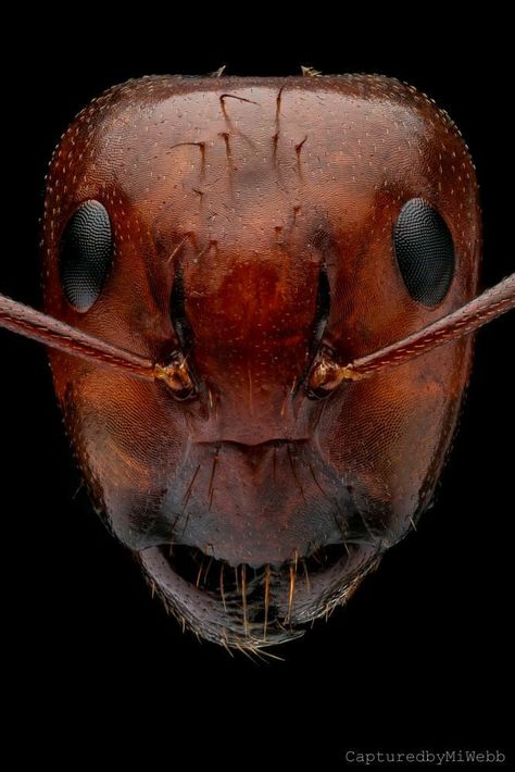 Weird Insects, Macro Photography Insects, Red Ant, Microscopic Photography, Micro Photography, Cool Insects, Ant Farms, Insect Photography, Types Of Insects