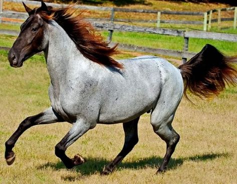 35+ Horses With The Most Beautiful And Unique Colors In The World Roan Horse, Unusual Horse, Mountain Horse, Rare Horses, Blue Roan, Most Beautiful Horses, Majestic Horse, Beautiful Horse, Running Horses