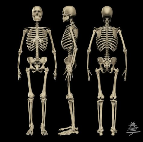 Reading Books Illustration, Male Skeleton, Human Skeleton Anatomy, Skeleton Body, Skeleton Anatomy, Skeleton Model, Man Anatomy, Human Skeleton, Human Anatomy Art