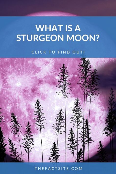 The Sturgeon Moon is the first full moon of August and is the last full moon of summer in the Northern Hemisphere. Like all the names of the full moons of the year, the name of this month's moon holds great significance. Its name comes from the ancient sturgeon fish, one of the few living creatures on Earth today that was around when dinosaurs roamed the planet. Keep on reading to find out more about the Sturgeon Moon. #TheFactSite #Facts #Moons #SturgeonMoon #AugustMoon #FullMoon #SpaceFacts Super Sturgeon Moon, Moons Of The Year, Algonquin Tribe, Moon Aquarius, Moon Facts, Corn Moon, Sturgeon Fish, Science Homework, Sturgeon Moon