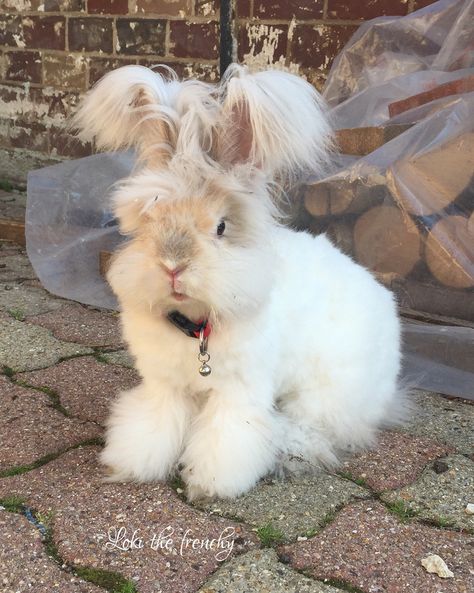 Loki my lovely baby english angora rabbit English Angora Rabbit, Angora Bunny, English Angora, Angora Cats, Pet Bunny Rabbits, Slicker Brush, Rabbit Pictures, Rabbit Breeds, Beautiful Rabbit