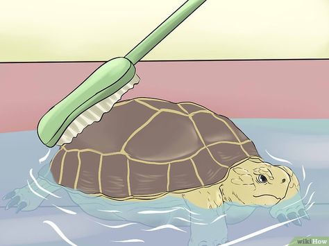 How to Bathe a Russian Tortoise: 14 Steps (with Pictures) Tortoise Diet, Russian Tortoise Diet, Tortoise Enclosure, Russian Tortoise, Tortoise Care, Tortoise Habitat, Baby Tortoise, Sulcata Tortoise, Perfect Diet