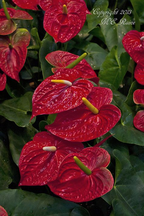 Kennett Square Pa, Anthurium Plant, Anthurium Flower, Lucky Plant, Red Plants, Longwood Gardens, Wonderful Flowers, Unusual Flowers, Rare Flowers