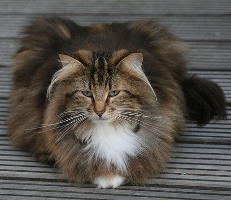 Brown Norwegian Forest Cat, Norwegian Cat, Norwegian Forest, Siberian Cat, Gorgeous Cats, Forest Cat, Norwegian Forest Cat, Hive Mind, Domestic Cat