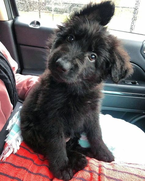 Black German Shepherd Puppies, Berger Malinois, Black Puppy, Black German Shepherd, Really Cute Dogs, Lab Puppies, Pretty Dogs, Dog Biting, Silly Animals