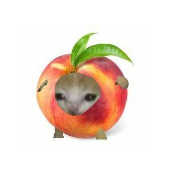 Cat Peach Costume, El Gato Food Pfp, El Gato Pfp, Peach Pfp, Cat Peach, Fruit Cat, Meme Cats, Peach Cat, Banana Cat