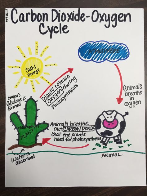 Science-The Carbon-Dioxide Oxygen Cycle Carbon Dioxide Oxygen Cycle, Carbon Dioxide Cycle, Oxygen Cycle, Coordinates Math, Nutrient Cycle, Cycle Drawing, Cycle For Kids, Gcse Chemistry, Science Anchor Charts