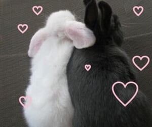 Emo And Soft Couple Pfp, Hopeless Romantic Core, Bunny Girlfriend, 일본 패션, Future Life, Naan, Cute Little Animals, 귀여운 동물, Cute Bunny