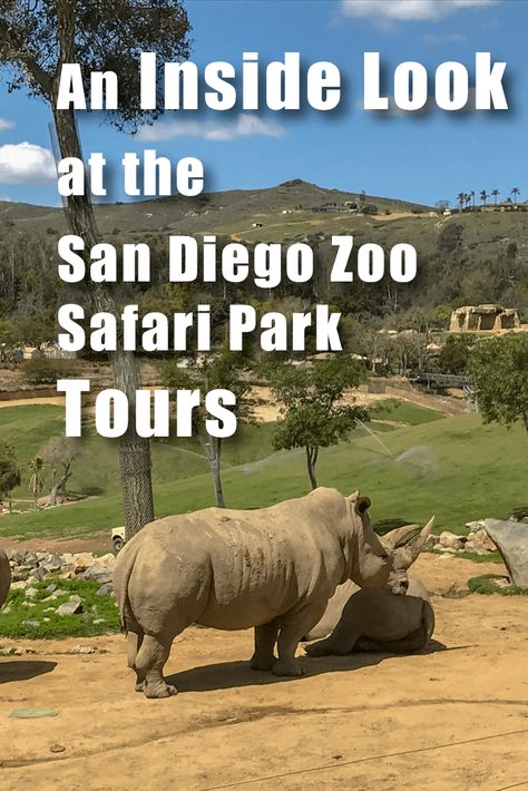 An inside look at the San Diego Zoo Safari Park Tours. Do you need them? Which one to pick? And how to get the best deal on discount tickets!  Family Friendly | Southern California | Safari Tour | US | Rhino | Best Zoo in the US | Zoo Tours #EverythingTravel San Diego Safari Park, San Diego Zoo Safari Park, Vacations In The Us, Family Summer Vacation, Budget Vacation, Us Travel Destinations, Family Vacation Destinations, Safari Park, San Diego Zoo