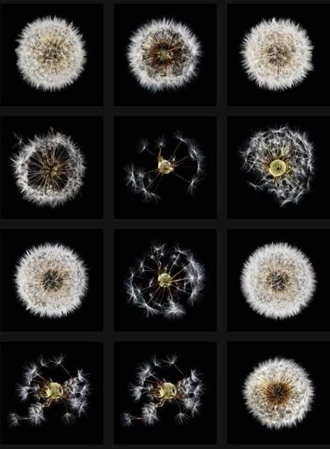 Wishing Flower, Dandy Lion, Things Organized Neatly, Dandelion Clock, Dandelion Wishes, A Dandelion, Bio Art, Dandelion Wish, Generative Design