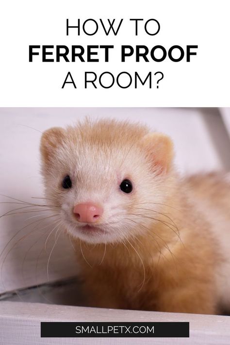 Ferret Playpen, Ferret Diy, Ferrets Care, Ferret Cage, Pet Ferret, Cute Ferrets, Single Room, Cute Pets, Ferret