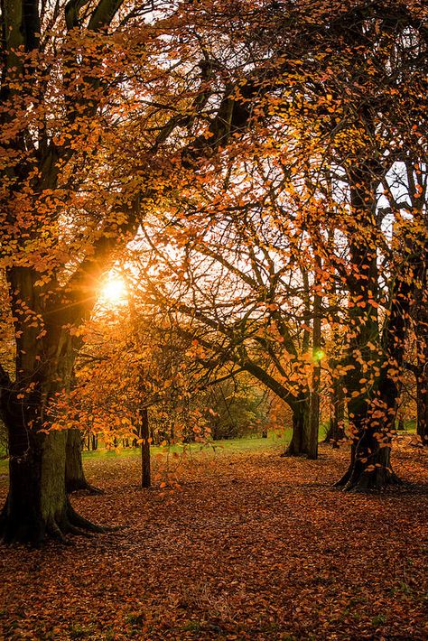 Autumn Sun  (c) Alistair Beavis 2014 Autumn Sun, October Country, Autumn Magic, Autumn Scenes, Autumn Scenery, Lombok, Autumn Beauty, Autumn Cozy, Fall Pictures