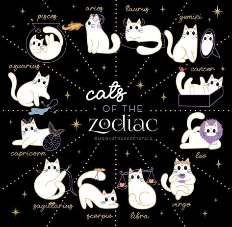 Astrology Sign Drawings, Cat Zodiac Signs, Cat Astrology, Halloween Zodiac, Crystal Affirmations, Cat Zodiac, Zodiac Signs Pictures, Scorpio And Libra, Sagittarius Astrology