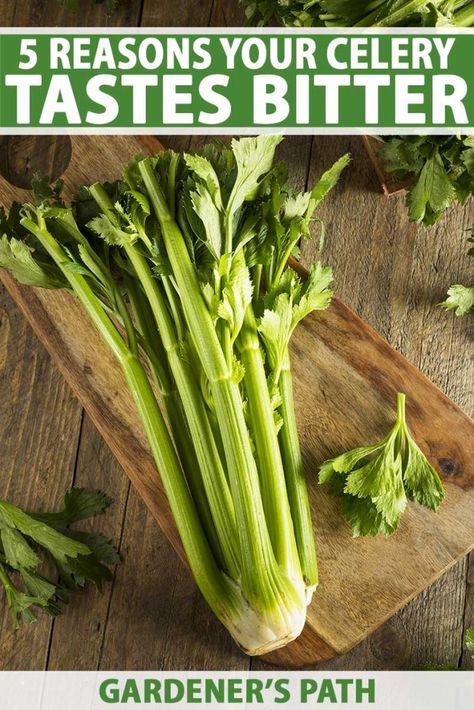 Vegetables Names With Pictures, Growing Celery, High Cholesterol Diet, Celery Recipes, Fall Produce, Lower Inflammation, Food Medicine, Pasta E Fagioli, Celery Seed