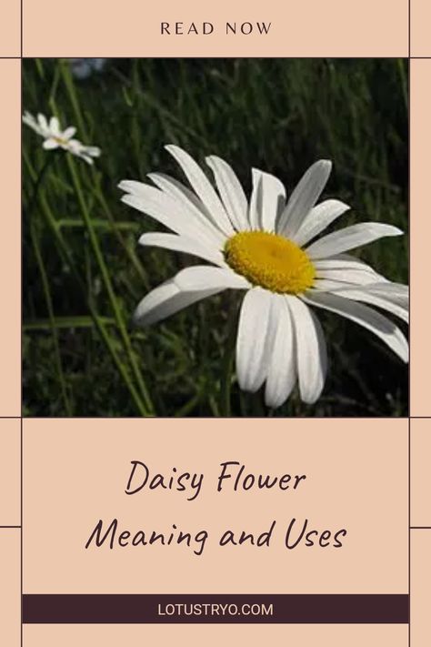 Discover the fascinating meaning of the daisy flower, including its rich symbolism in the Bible and various benefits it offers. These charming perennial plants are universally beloved for their beauty and significance. Whether you're a flower enthusiast or just curious about their use in everyday life, learn how daisies brighten up gardens, represent purity, and embody new beginnings. Explore tips on cultivating these delightful blooms and incorporating them into your space for joy and elegance. Different Flowers And Their Meanings, Daisy Meaning, Plant Meanings, Yellow Daisy Flower, Gerbera Flower, Aster Flower, Flower Meanings, Purple Daisy, Color Meanings