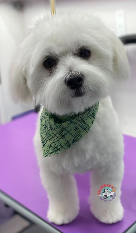 Maltese Dogs Haircuts, Maltipoo Haircuts, Maltese Haircut, Cats Tips, Dogs Tattoo, Cute Fluffy Puppies, Yorkshire Dog, Bichon Dog, Wallpaper Dog