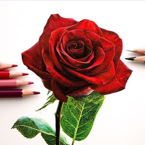 Rose art by @danstirling Kookmin University, Red Rose Drawing, Realistic Rose Drawing, Pencil Flowers, Realistic Flower Drawing, Rose Sketch, Realistic Rose, Colored Pencil Artwork, Dark Art Tattoo