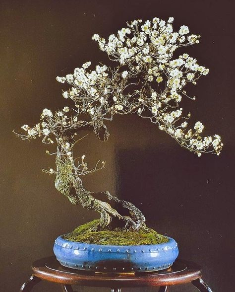 Bonsai Azalea, Prunus Mume, Bonsai Flower, Save Nature, Bonsai Plants, Bonsai Trees, Beautiful Scenery Nature, Bonsai Tree, Permaculture