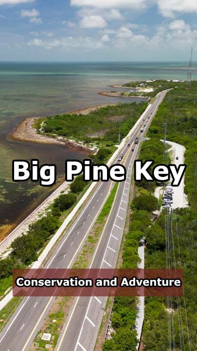 Spend a few days exploring the “Eco-Destination” of Big Pine Key. See the turquoise waters and untouched mangroves of these beautiful Lower Keys. Big Pine Key Florida, Florida Keys Travel, Turquoise Water, Florida Keys, Key West, Low Key, Road Trips, Road Trip, Things To Do