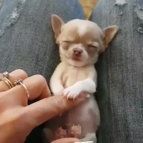 Chihuahua Mini Toy, Mini Chihuahua, Chihuahua Facts, Psy Chihuahua, Baby Chihuahua, Cute Chihuahua, Chihuahua Puppies, Dog Face