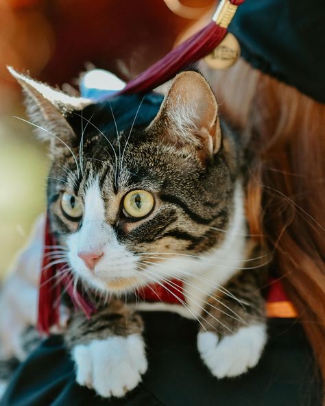 Animal Science Graduation Pictures, Senior Picture Ideas With Cat, Senior Pictures With Cat, Funny Graduation Pictures, Pumpkin Photo Shoot, Cat Graduation, Nursing School Graduation Pictures, School Graduation Pictures, College Grad Pictures