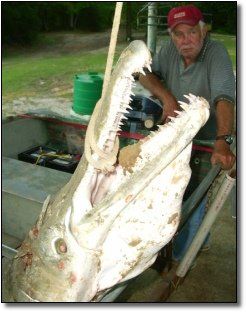 Alligator Gar Fish, Gar Fish, Scary Fish, River Monsters, Giant Fish, Giant Animals, Monster Fishing, Fish Tales, Fishing Stuff